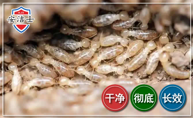 龙湾区白蚁防治