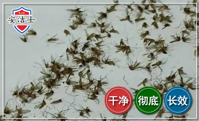 龙湾区苍蝇防治-灭蝇