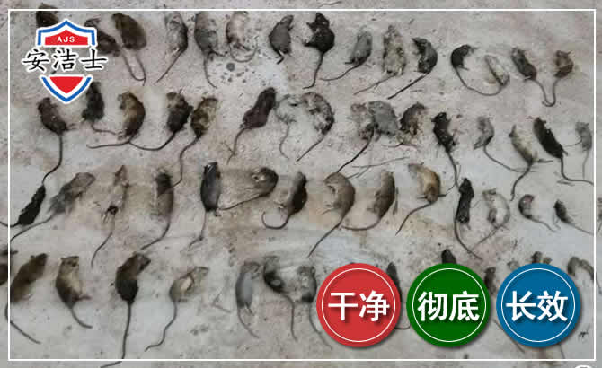 龙湾区鼠害防治-灭鼠