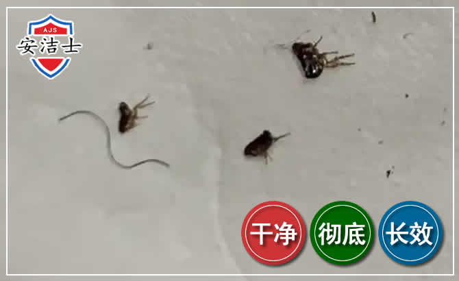 龙湾区跳蚤防治-灭跳蚤