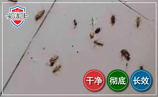 龙湾区蟑螂防治-灭蟑螂