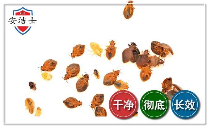 龙湾区臭虫防治-消灭臭虫